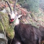 "Big game hunting in Romania – bears, wild boars and Carpathian wolves"