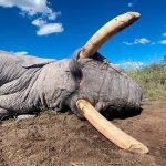 "Hunting safari in Botswana – elephants, buffalos and African antelopes"