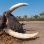 "Hunting safari in Botswana – elephants, buffalos and African antelopes"