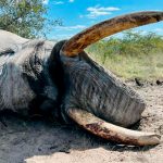 "Hunting safari in Botswana – elephants, buffalos and African antelopes"
