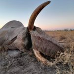 "Hunting safari in Botswana – elephants, buffalos and African antelopes"