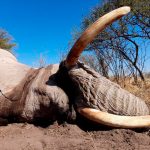 "Hunting safari in Botswana – elephants, buffalos and African antelopes"