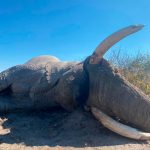 "Hunting safari in Botswana – elephants, buffalos and African antelopes"