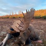 "Hunting in Russia – bears, moose and Siberian hunting"