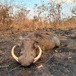 "Hunting in Tanzania – lions, elephants and legendary safaris"