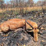 "Hunting in Tanzania – lions, elephants and legendary safaris"