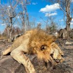 "Hunting in Tanzania – lions, elephants and legendary safaris"