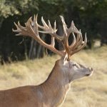 Big game hunting in France – wild boars, roe deer and European hunting"