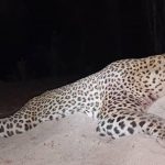 "Hunting safari in Zambia – leopards, hippos and antelopes"