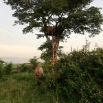 "Hunting in Uganda – kob, buffalos and unique African wildlife"