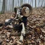 "Hunting in Slovakia – deer, wild boars and roe deer"