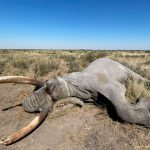 "Hunting safari in Botswana – elephants, buffalos and African antelopes"