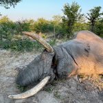 "Hunting safari in Botswana – elephants, buffalos and African antelopes"