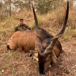 "Big game hunting in Cameroon – bongos, sitatungas and African jungles"