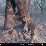 "Hunting safari in Zambia – leopards, hippos and antelopes"