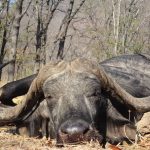 "Hunting safari in Zambia – leopards, hippos and antelopes"