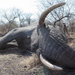 "Big game hunting in Zimbabwe – elephants, lions and classic safaris"