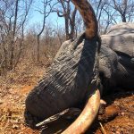 "Big game hunting in Zimbabwe – elephants, lions and classic safaris"
